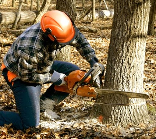 Tree Removal in Saint Anne, IL